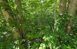 2082 Roberts Bend Road, Burnside, KY 42519
