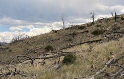 J Path, Cotopaxi, CO 81223