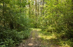 Green Mountain Rd, Banks, OR 97106