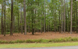 Pamlico River Drive lot: 120, Washington, NC 27889