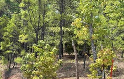 CR 222, Henderson, TX 75652