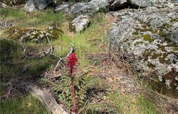 123 Quartz Mountain, Coarsegold, CA 93614