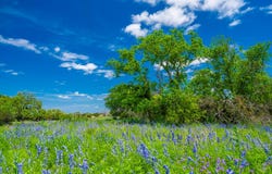 Jung Rd, Harper, TX 78631