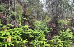 ALAULA ST, Volcano, HI 96785