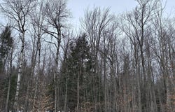 Pup Hill Road, Saranac, NY 12981