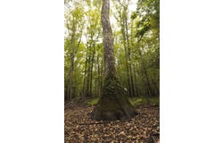 Forrest Rd Fields, Malvern, AR 72104