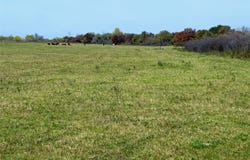 County Road 300, Dublin, TX 76446
