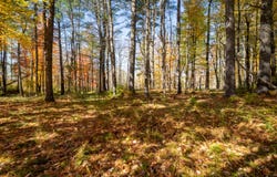 Lupine Road lot: 2, Belfast, ME 04915