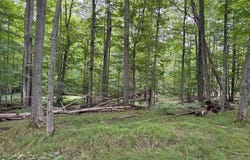Flarity Road, Brethren, MI 49619