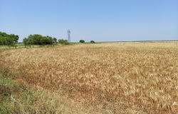 CR 134 County Road, Old Glory, TX 79540