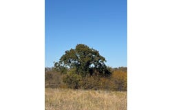 124.75ac Donald Road, Krum, TX 76249