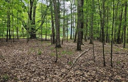 305 Maple Lawn Road, Cairo, NY 12413