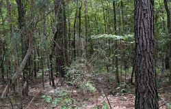 Graball Rd, Clopton, AL 36310