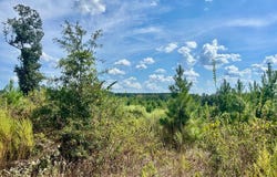 FM 251 N, Bloomburg, TX 75556