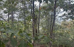 Mountain View Lane lot: 155, Wilder, TN 38589