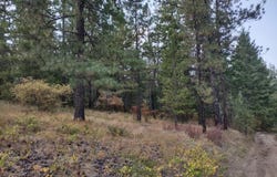 Lodgepole Ln, Elk, WA 99009