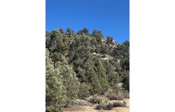 Conifer, Kennedy Meadows, CA 93527