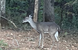 Crest View Drive, Dahlonega, GA 30533