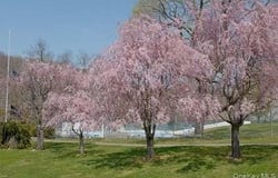 342 Columbus Avenue, West Harrison, NY 10604