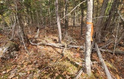 Blackberry Lane lot: B, Buckfield, ME 04220