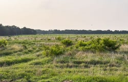 ELM BRANCH lot: 17, Elm Mott, TX 76640