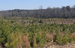 HIGHWAY 139 lot: 1, RANDOLPH, AL 36792