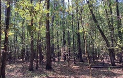 Boswell Road, Okolona, AR 71962