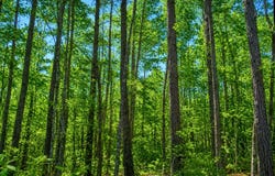 Round Hill Rd., Thomasville, AL 36784