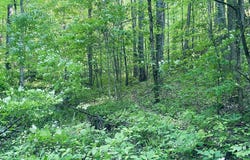 Cheek Circle Rd, Sylva, NC 28779