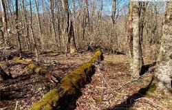38 Sugar Tree, Sugar Mountain, NC 28604