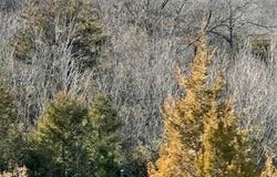 000000 Ozark Scenic, Branson, MO 65616