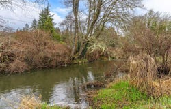 Upper Cow Creek Road, Azalea, OR 97410