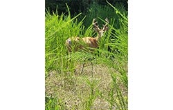 Lee Drive, Edwards, MO 65326