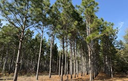 014 Hwy 45, Plains, GA 31780