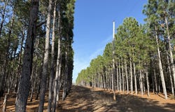 004 Hwy 45, Plains, GA 31780