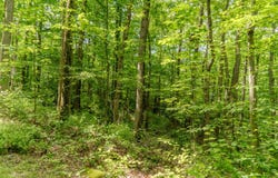 Pressley Ridge Rd, Ohiopyle, PA 15143