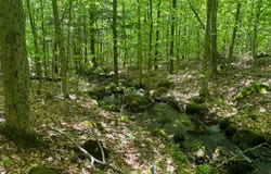 1.3 Cobble Creek Rd., Chester, NY 12853