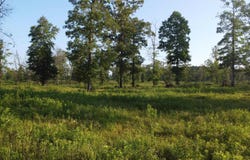 Tract 08 TBD Whittington Homestead, Story, AR 71970-9999