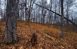 Bear Run, Smithville, WV 26178