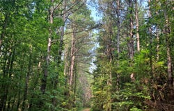 MCDADE Rd, Carbon Hill, AL 35549