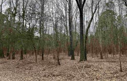 Tract 4 Venus Rd, White Oak, TX 75693