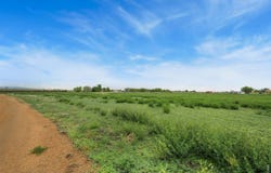1654 Hauck Meadows Dr, Frederick, CO 80504