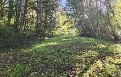 Eighty Acres Rd, GoldBeach, OR 97444