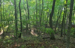 Deer Trail, Garrison, MN 56450