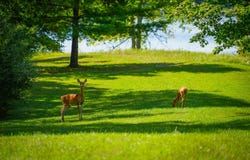 5260 N Hockaday Road, Gladwin, MI 48624