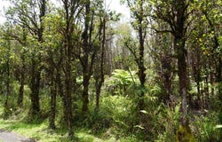 ROAD 11, Mountain View, HI 96771
