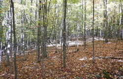 384 Phillips Road, Windsor, NY 13865