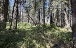 46 Ares Way, Priest River, ID 83856
