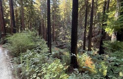 449 Band RD, BOULDER CREEK, CA 95006