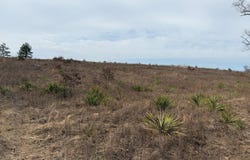 TX HWY 8, Linden, TX 75563
